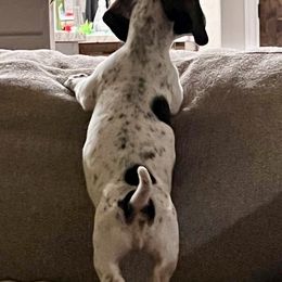 Dachshunds from Camo Dachshunds