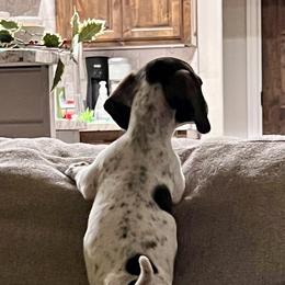Dachshunds from Camo Dachshunds