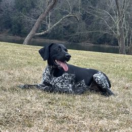 Remi - German Shorthaired Pointer