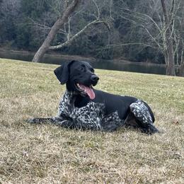 Remi - German Shorthaired Pointer
