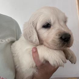 Sky Blue - Light golden male Golden Retriever puppy in Wyoming from Great Basin BMD