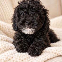 Aubrey - Black female Poodle puppy in Aurora, Oregon from Divine Poodles