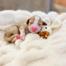 Buoy - Red  male Goldendoodle puppy in Sulphur, Louisiana from Curly Q’s Of Carlyss