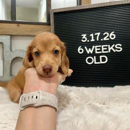 Itchy calf - Dapple male Dachshund puppy in Goodyear, Arizona from AZ Low Life Doxies