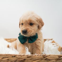 Peanut - Dark golden male Golden Retriever puppy in Elmwood Park, Illinois from HuskiesAndGoldensWithFinesse