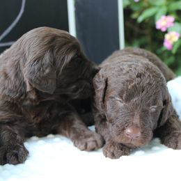 Labradoodle Puppies from Tiny Tally Tails