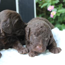 Labradoodle Puppies from Tiny Tally Tails