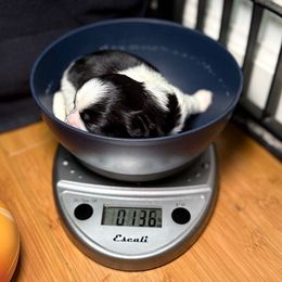 Bolt - Black and white male Shih Tzu puppy in Talladega, Alabama from The Anderson Farms Kennel