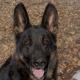 Oden - German Shepherd