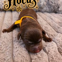 Hocus - Chocolate male Labrador Retriever puppy in Bartlett, Tennessee from Red Hearts Labradors