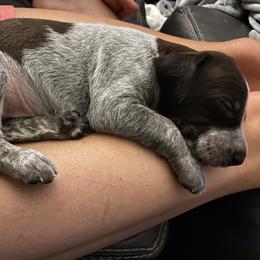 German Shorthaired Pointer Puppies from Thunder Mountain Gun Dogs