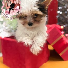 Dior - Chocolate, tan and white male Yorkshire Terrier puppy in Concord, California from Puppy Boutique