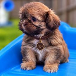 Daphne (brown) Chocolate - Liver female Shih Tzu puppy in Richmond, Texas from Aleka Shih Tzu