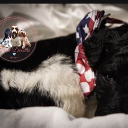 Goldendoodle Puppies from Best Doodles