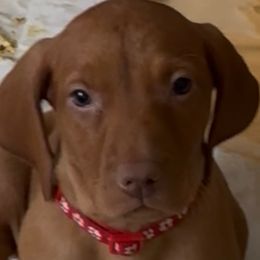 Eleanore - Golden rust female Vizsla puppy in Old Town, Florida from Foxfire Vizslas