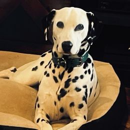 Cookie - Dalmatian