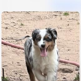 Lovey - Blue merle female Miniature American Shepherd puppy in Winkler, Texas from Red Rock