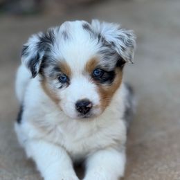 Blue merle female 3 - Blue merle female Australian Shepherd puppy in Martinsville, Virginia from KT’s Aussies