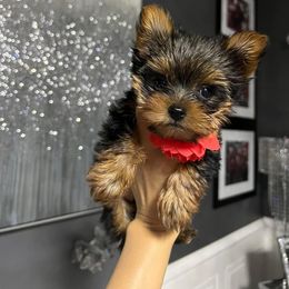 Yorkshire Terrier Puppies from Sophea Cheth's Yorkshire Terriers