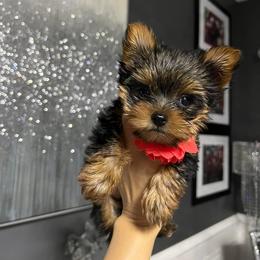 Yorkshire Terrier Puppies from Sophea Cheth's Yorkshire Terriers