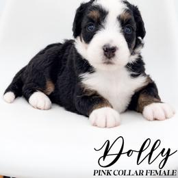Dolly - Tri-color female Bernedoodle puppy in Tipton, Indiana from Country Creek Doodles