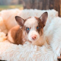 Pumpernickel - Merle male Pomsky puppy in Cleveland, Ohio from Lake Point Pomskies