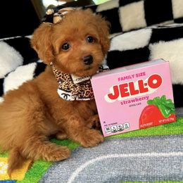 Dolce - Apricot female Maltipoo puppy in Sugar Land, Texas from Celebrity Maltipoos