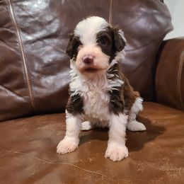Maggie - Brown and white female Portuguese Water Dog puppy in Atmore, Alabama from Gulf Coast Puppies