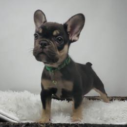 Apollo - Tricolors male French Bulldog puppy in Amarillo, Texas from Bomb City Bulldogs