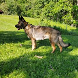 German Shepherds from Brighton Shepherds