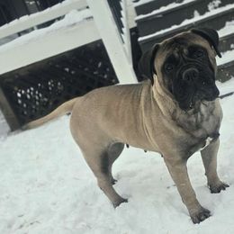 Valentina - Bullmastiff