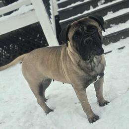 Valentina - Bullmastiff