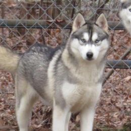 Ivy - Siberian Husky