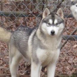 Ivy - Siberian Husky