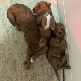 Goldendoodle and Maltipoo Puppies from Jessica's Maltipoo and Goldendoodle