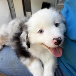 Girl 1 - female Miniature American Shepherd puppy in Hurt, Virginia from Sweet Prada's Farm