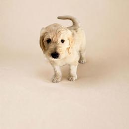 Dune - Cream male Goldendoodle puppy in Oklahoma City, Oklahoma from Haynes F1b Golden Puppies
