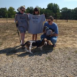 Basset Hound Puppies from Redbud Ranch Basset Hounds