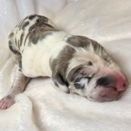 Solomon - Harlequin male Great Dane puppy in Colorado Springs, Colorado from Pilot Danes