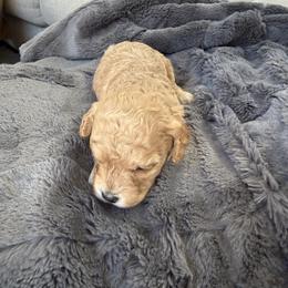 Lily - Apricot female Cavapoo puppy in Spanish Fork, Utah from Hamann's Cavapoo Puppies
