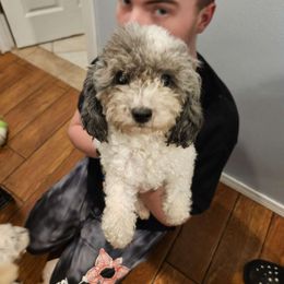 Abbey - Maltipoo