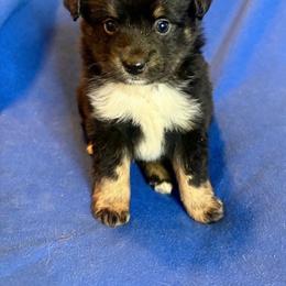 Memphis - Black tri male Toy Australian Shepherd puppy in Union Grove, North Carolina from Grove Farm