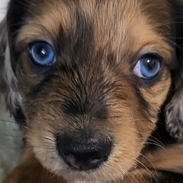 Dachshunds from Just home