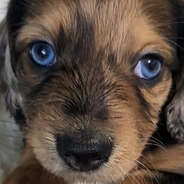 Dachshunds from Just home