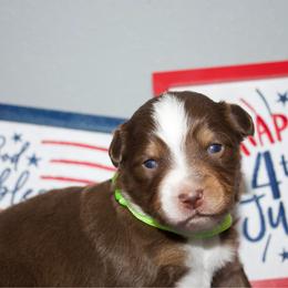 Glory - Red tri female Miniature Australian Shepherd puppy in Kissee Mills, Missouri from Clinkenbeard Kennel