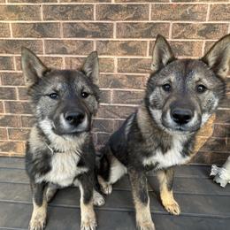 Shikoku Ken puppies from Osaka Ninken Shikoku