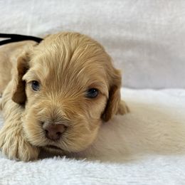 Toothless - Buff and white male Cockapoo puppy in Adrian, Oregon from ApplebyFarm