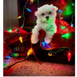 Maltese Puppies from OT Maltese & Co
