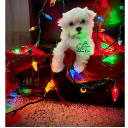 Maltese Puppies from OT Maltese & Co