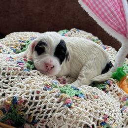 Lady Eloise - Black and white female Bernedoodle puppy in Forsyth, Illinois from Birdies Mini Bernedoodles
